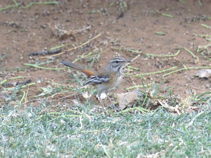White-browed Scrub-RobinMinolta Maxxum 5DFocal length 300mm